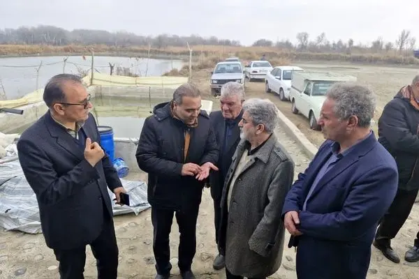 برداشت ماهیان گرمابی از مزارع شهرستان پارس آباد
