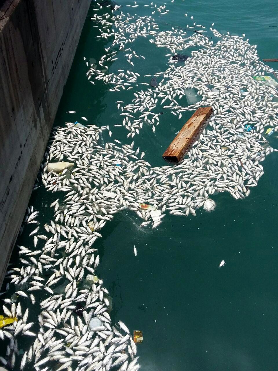 مرگ یک گله گاریز ماهیان در ساحل بندرعباس
