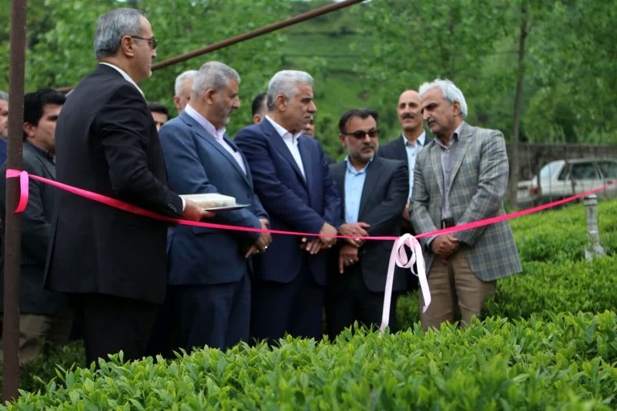 برداشت برگ سبز چای در شمال ایران آغاز شد+عکس