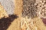 حمایت ویژه دولت از عشایر در تأمین نهاده‌های دامی/
۲۰۰۰ تن نهاده دامی در اختیار عشایر استان فارس قرار گرفت