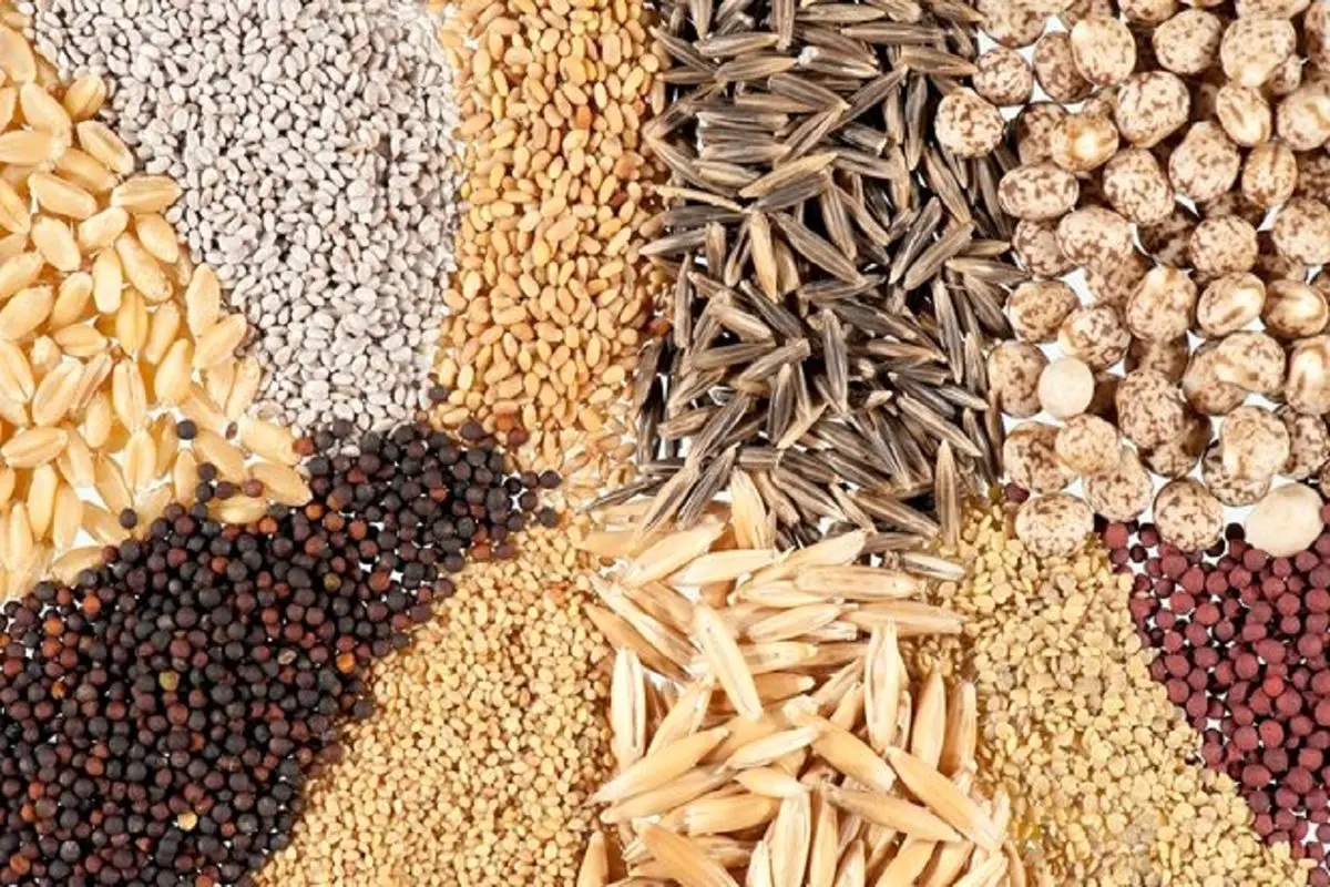 تخصیص و تامین ۷۰۰۰ تن نهاده دامی برای تولید کنندگان فارس