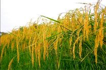 خوشه‌های برنج در شالیزار‌های گیلان به بار نشست
