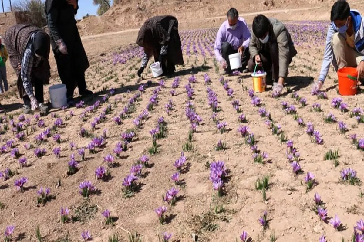 مسئولان به حل مشکلات زعفران کاران ورود جدی‌تری داشته باشند