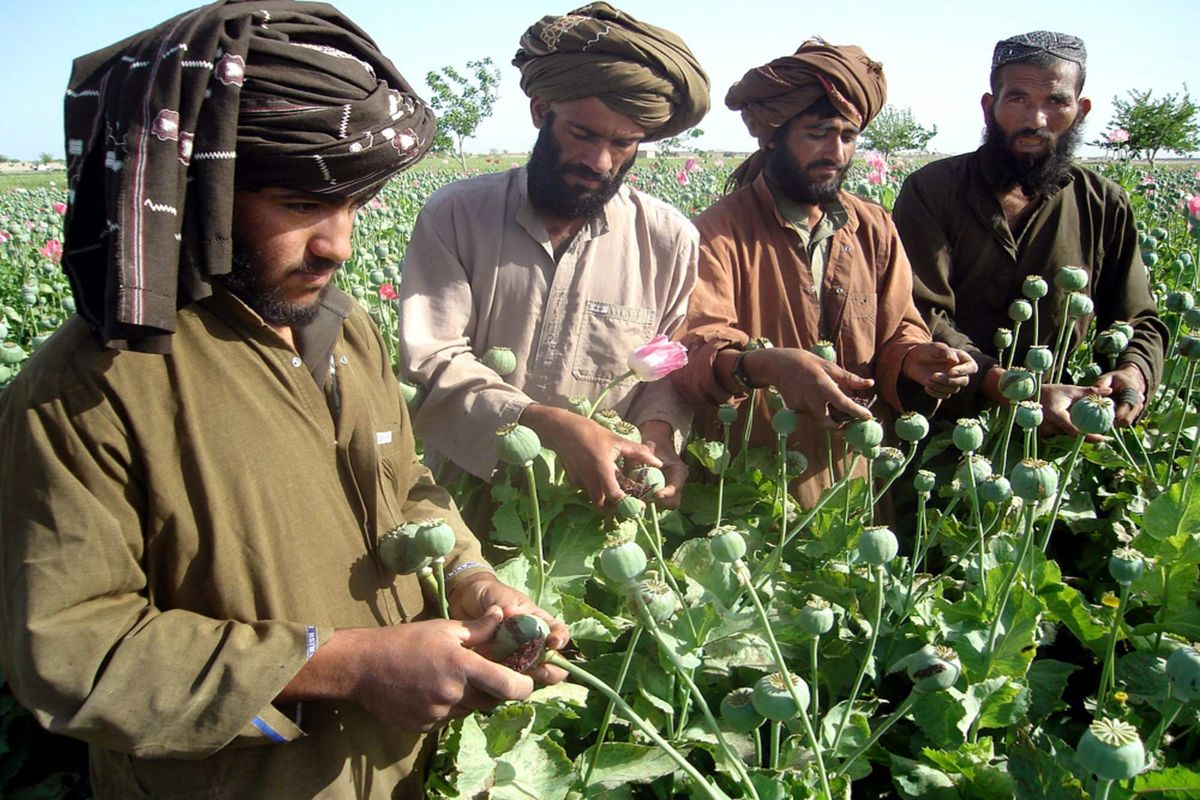 طالبان کشت مواد مخدر در افغانستان را ممنوع کرد