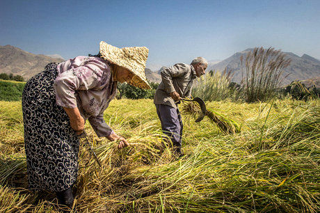 برداشت 100 درصدی برنج در محمودآباد