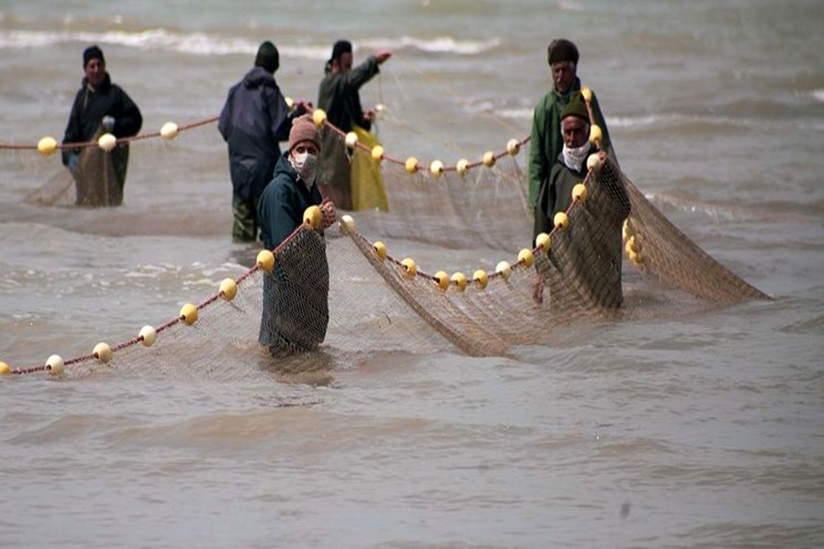 صید ماهیان استخوانی در مازندران  ۲۰ درصد افزایش یافت 