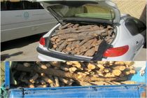 کشف و ضبط ۳ تن چوب جنگلی قاچاق در ساری