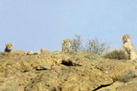 خطر انقراض یوزپلنگ ایرانی جدی است