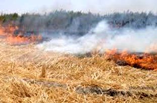 سوزاندن بقایای گیاهی اراضی زراعی ممنوع شد 