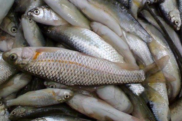 تولید ۱۱۵ هزارتن ماهی در مازندران با ارزش اقتصادی ۶ هزار میلیارد تومان