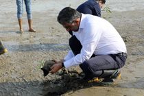 کاشت 5 هزار نهال حرا در ساحل سورو بندرعباس 