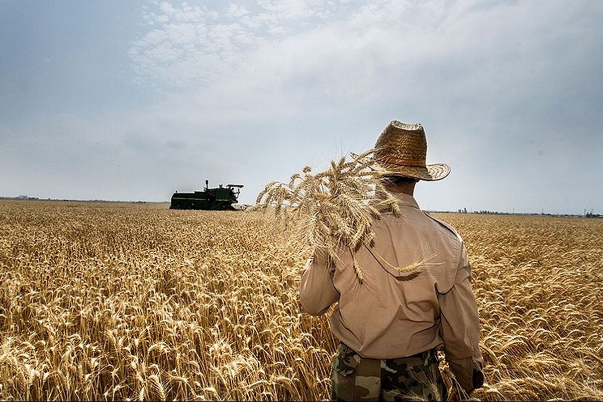 خرید ۶۵هزار تن گندم از کشاورزان استان سمنان