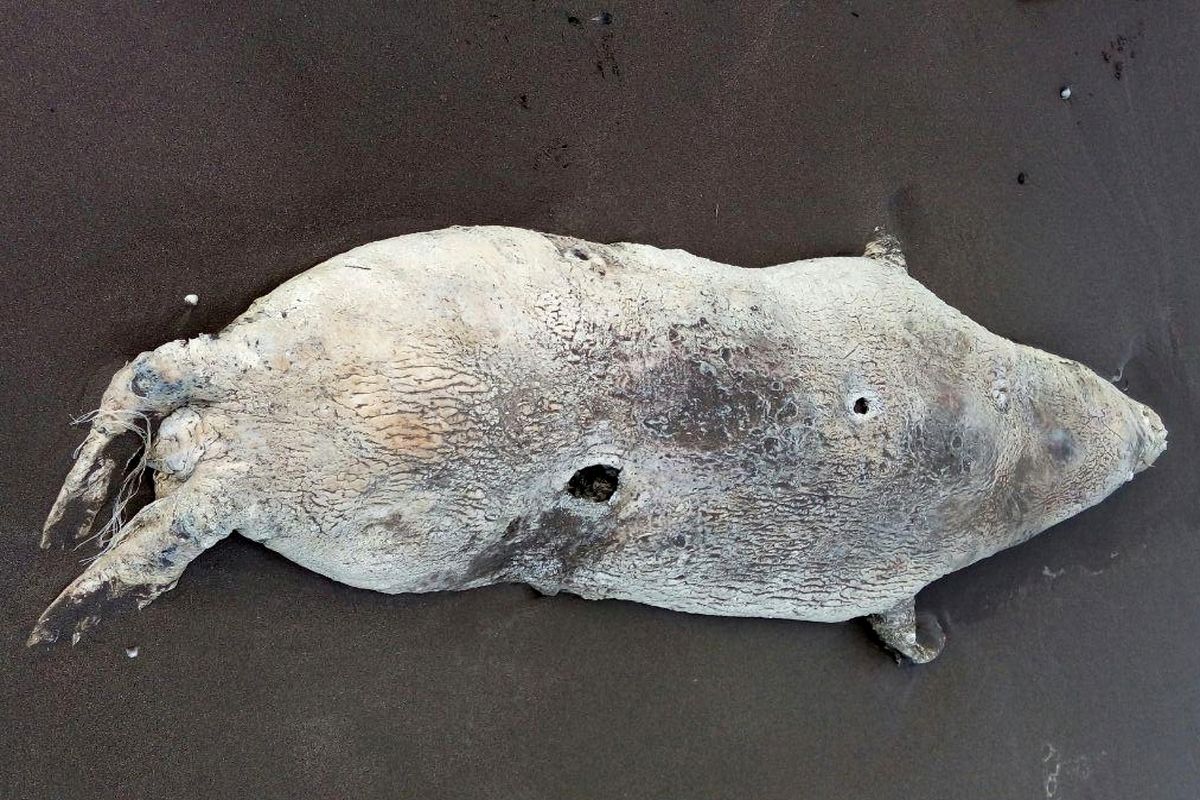لاشه یک قلاده فک خزری در ساحل پارک ملی خشکی دریایی بوجاق پیدا شد