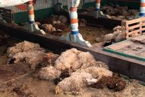 تلف شدن یک هزار و 180راس گوسفند در راه صادرات به قطر از بندر شادگان