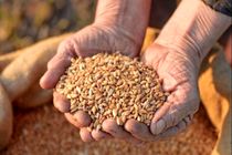 تحویل ۱۷ هزار و ۵۰۰ تن آرد به نانوایی‌های استان/ 48 تن بذر گواهی شده گندم بین کشاورزان گیلانی توزیع شد 