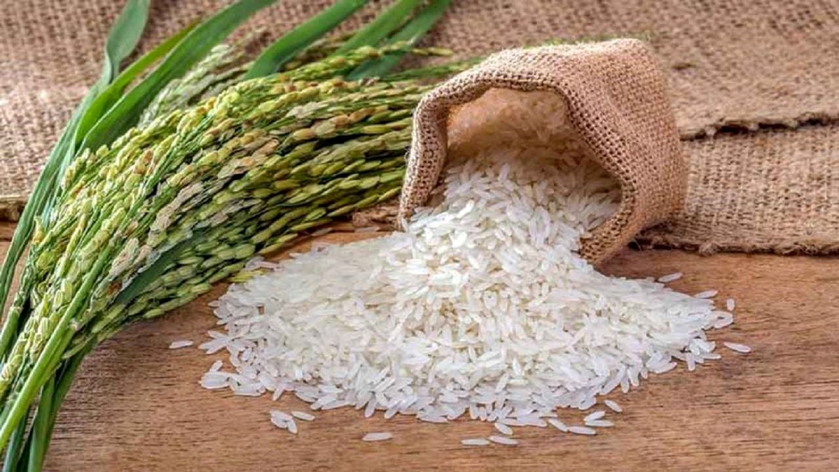 صادرات 21 تن برنج از نوشهر به خارج کشور