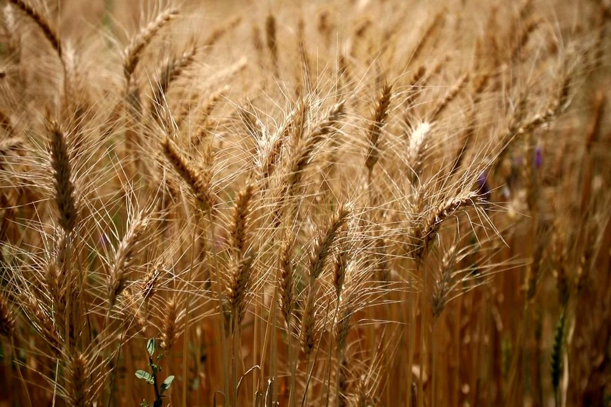 کشت ۷۰ درصد مزارع گندم قم با بذرهای اصلاحی