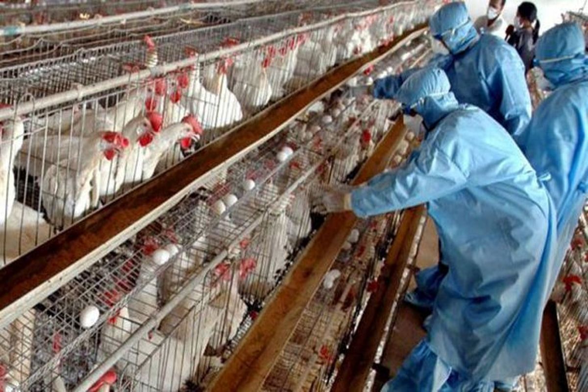 بیماری آنفلوانزای فوق حاد پرندگان از سال 97 تا کنون در مبارکه رخ نداده است