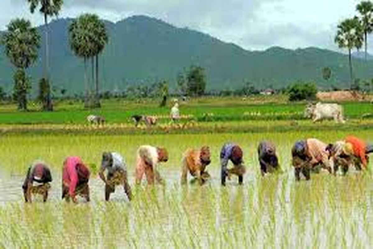 برداشت برنج سفید شالیزارهای آمل افزایش یافت