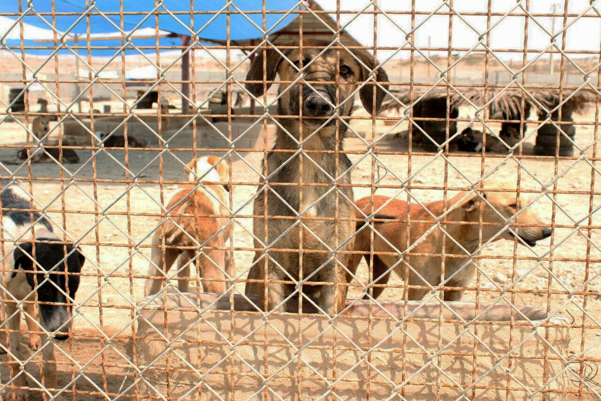 سایت نگهداری سگ‌های ولگرد بندرعباس به انجمن پناه واگذار شد