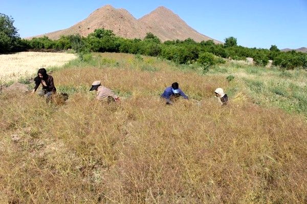 خشکسالی عامل کاهش تولید زیره در غرب خراسان رضوی است