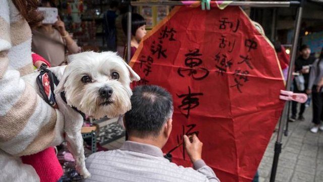 اقدام جدید تایوان برای تبدیل شدن به یک کشور دوستدار حیوانات