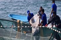 موفقیت جامعه صیادی در پرورش ماهیان دریایی در قفس