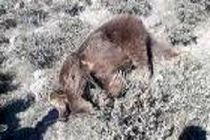 کشته شدن یک قلاده خرس قهوه‌ای در مشگین شهر