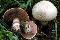 تشخیص قارچ سمی از قارچ خوراکی بر اساس ظاهر ناممکن است