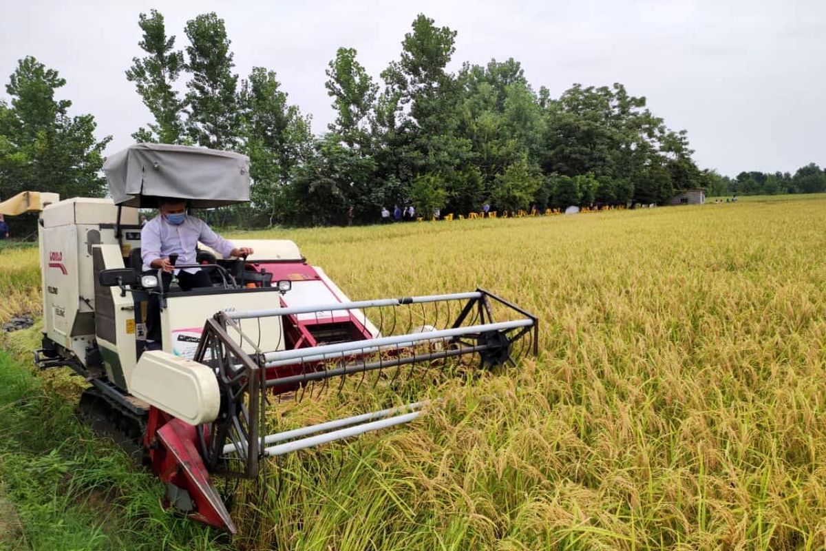 برداشت مکانیزه برنج در 424 هزار هکتار از شالیزارهای کشور