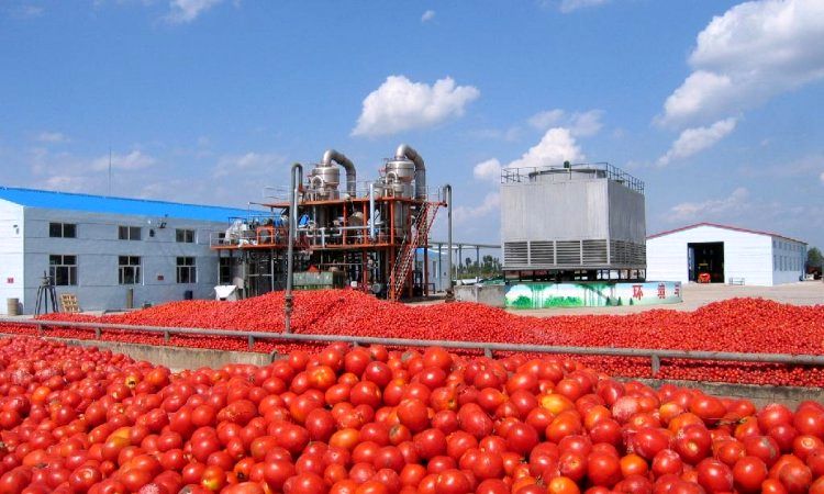 خرید 3 هزار تن محصول گوجه فرنگی به صورت توافقی از کشاورزان استان همدان