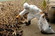 آنفلوآنزای فوق حاد پرندگان به صنعنت طیور 2 هزار میلیارد تومان خسارت وارد کرد