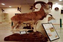 بازدید از موزه تنوع زیستی اصفهان رایگان است