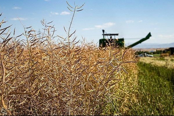 ۱۳ هزار تن دانه روغنی در فارس برداشت می شود