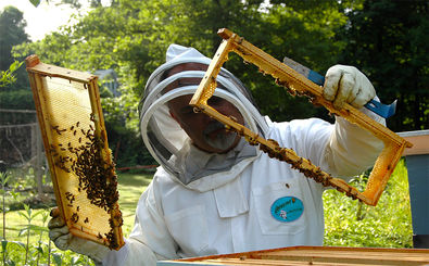 برداشت بیش از ۷ هزار تن عسل در استان اردبیل پیش بینی می‌شود