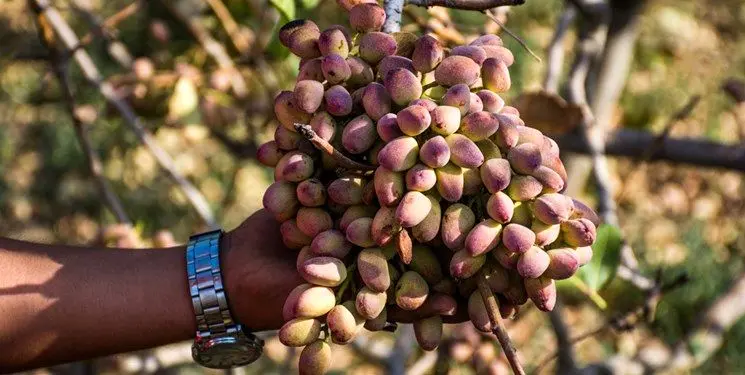عامل بهبود وضعیت اقتصادی و اجتماعی پسته کاران مه ولاتی، طلای سبز است