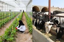 راه اندازی ۲ هزار و ۷۲۴ طرح کشاورزی و دامپروری برای مددجویان کمیته امداد در استان اصفهان
