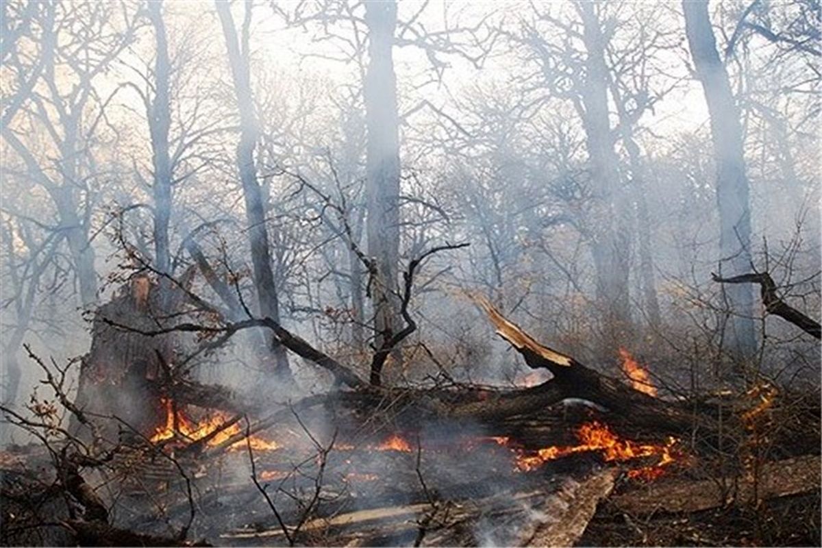 9 هکتار از جنگل ها و مراتع استان با وزش باد گرم طعمه حریق شد