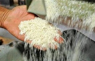  بدون حمایت دولت نمی‌توانیم بازار برنج را مدیریت کنیم