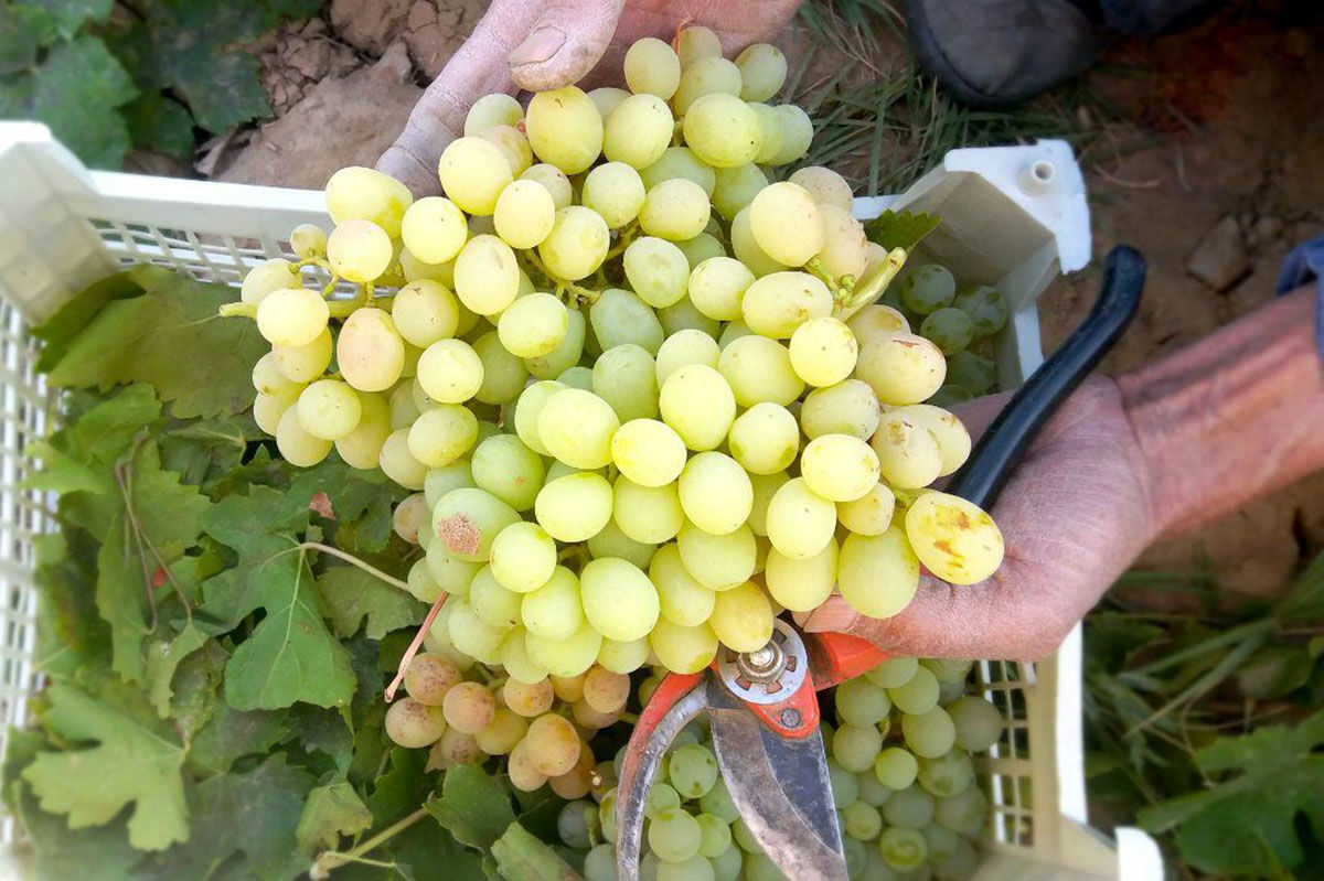 پیش بینی برداشت بیش از 80 هزار تن انگور از تاکستان‌های اصفهان