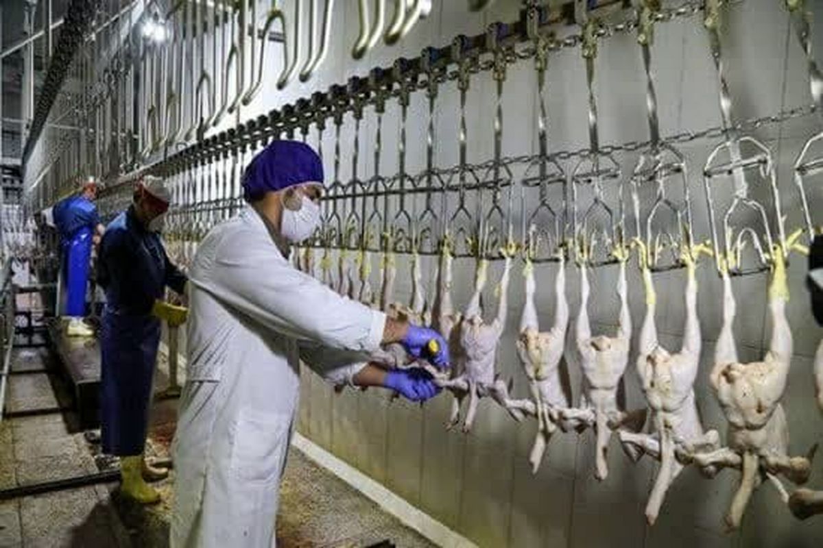 بیش از 4 هزار و 881 تن گوشت قرمز و سفید در کشتارگاه های استان استحصال شد