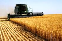 کاهش 47 درصدی خرید گندم در استان اردبیل