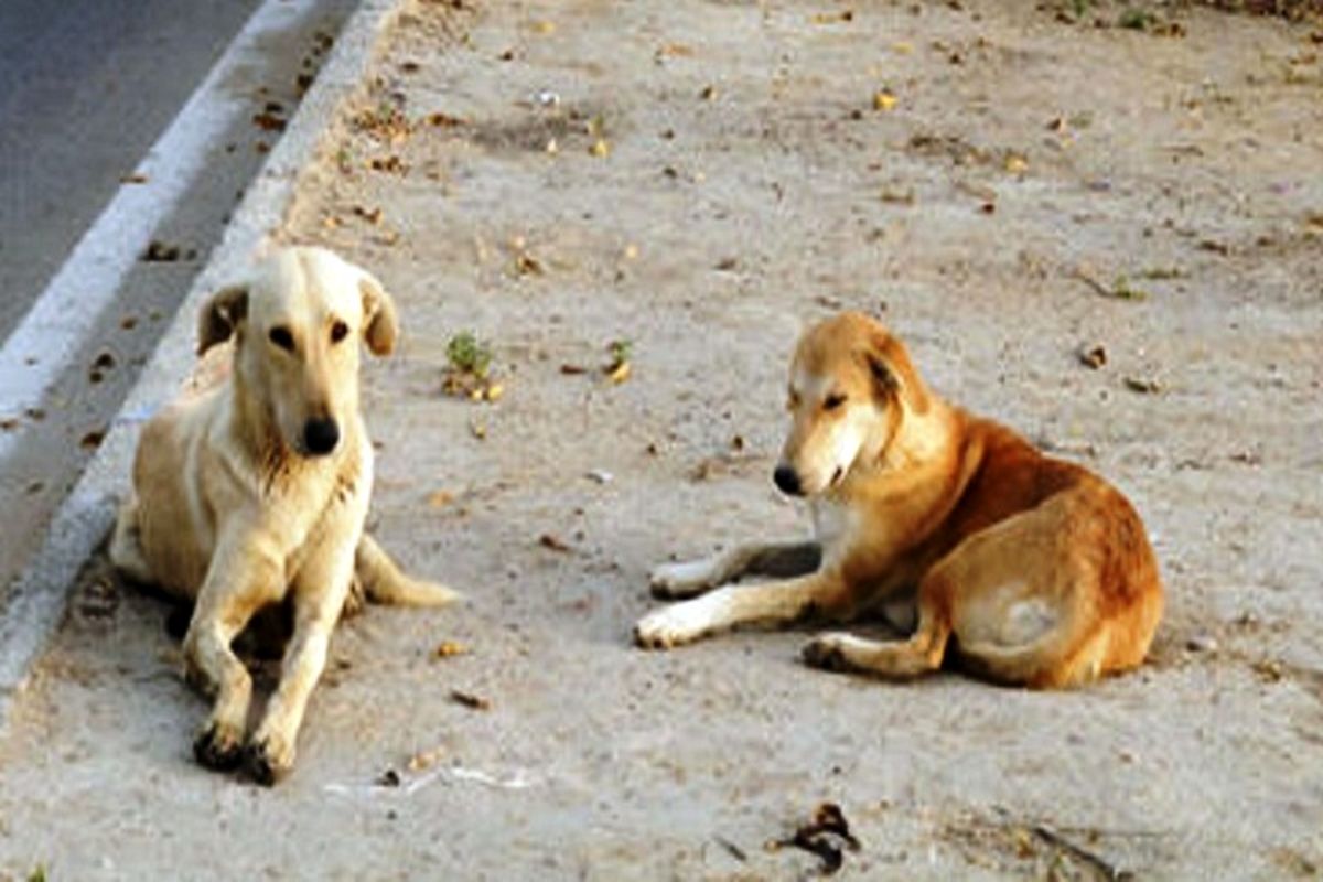 صدور دستورالعمل قانونی برای جمع‌آوری سگ‌های بلاصاحب در بخش کجور