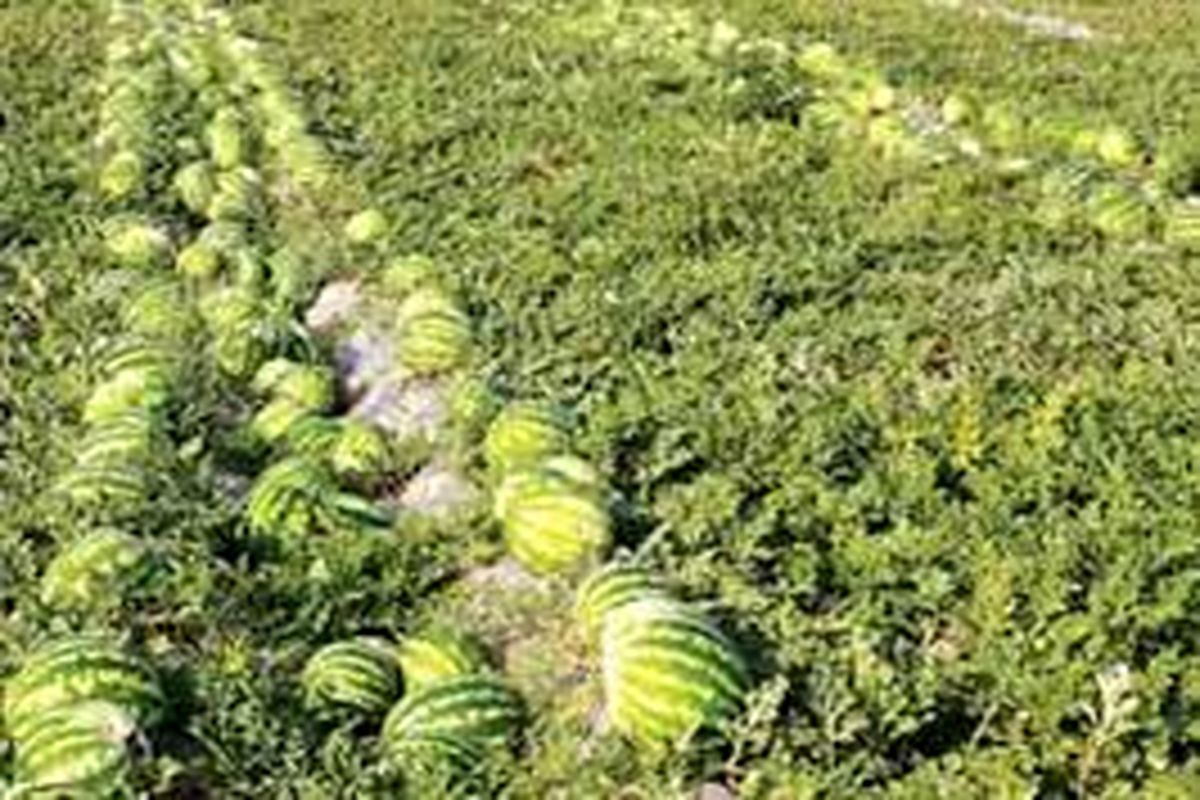 پیش بینی برداشت 42 هزار تن محصول صیفی از مزارع اردستان