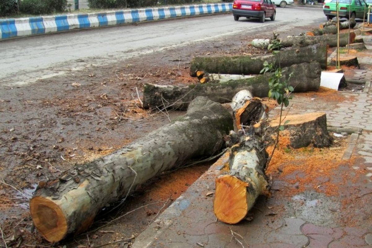 جریمه ۳۵۰ میلیارد تومانی تهرانی‌ها به دلیل قطع درختان