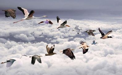 آغاز مهاجرت پرندگان به شمال خوزستان 