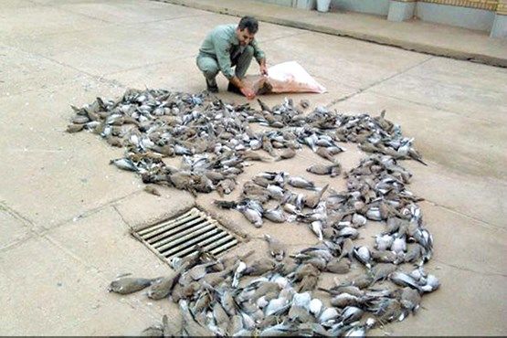 قتل عام 368 قطعه پرنده یا کریم در شادگان و دستگیری شکارچیان غیر مجاز