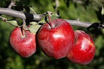 459 هکتار از باغات کرمانشاه در حال برداشت سیب هستند