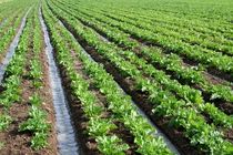 تحقق کشت بیش از ۹۰درصد محصولات زراعی پاییزه استان قزوین