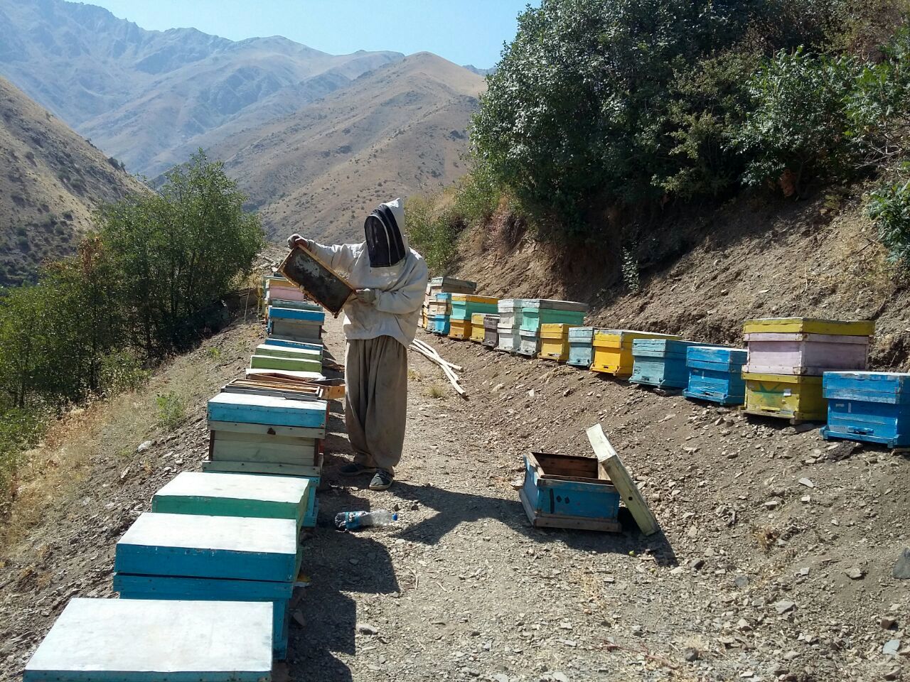 بهره از کندوهای زنبور عسل به منظور انجام عمل تلقیح در باغات میوه و مزارع